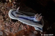 Chromodoris lochi-Wangi Wangi Island-6m-20180601-Denis-ADER-DSC_3120_tn